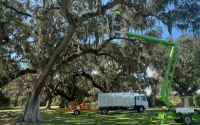 Tree Removal Cost on Johns Island, SC: What to Expect