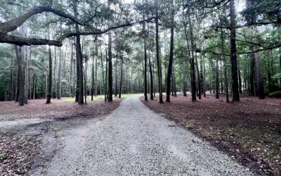 How Lowcountry Forestry Mulching Works for SC Landowners