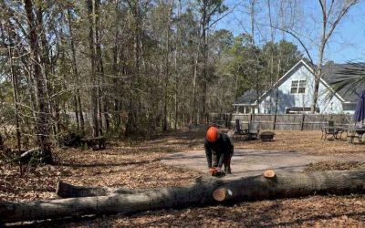 Hire Tree Removal After a Storm: A Safe Homeowner Guide
