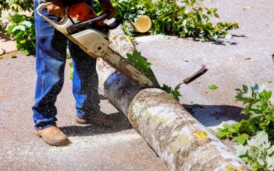 Storm Tree Debris Disposal Options for Homeowners