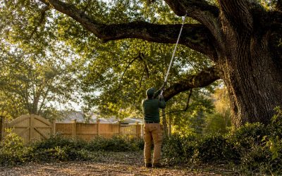 Why Overgrown Oak Trees on James Island Need Professional Pruning
