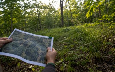 Clear Overgrown Property on James Island Without Harming Trees