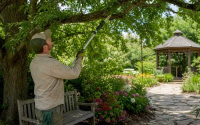 Tree Pruning for Hurricane Season: Protect Your Home