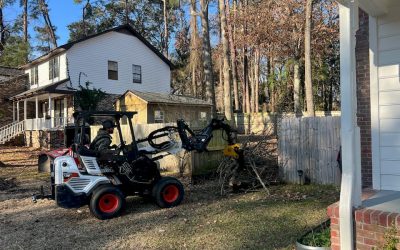 When Should You Remove a Tree Instead of Pruning It in Charleston