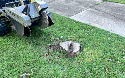 Charleston Residential Stump Grinding: 2026 Guide