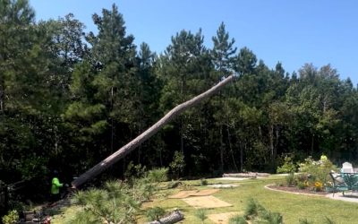 5 Signs It’s Time to Remove a Tree on Your James Island Property
