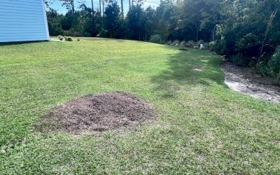 Stump Grinding vs. Leaving Stumps: What Homeowners Need to Know