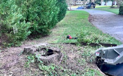 5 Problems Tree Stumps Cause for James Island Homeowners
