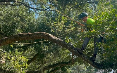 Why Hollywood, SC Property Owners Choose Salvation Land Management for Tree Removal