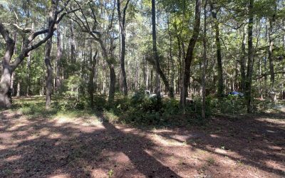 What Is Forestry Mulching, and Is It Right for Your Wadmalaw Island Property?