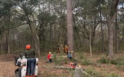 Signs of a Hazardous Tree in West Ashley: When Removal Is the Safer Choice
