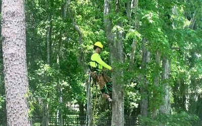 Hurricane Season Tree Removal Checklist for Summerville Homeowners