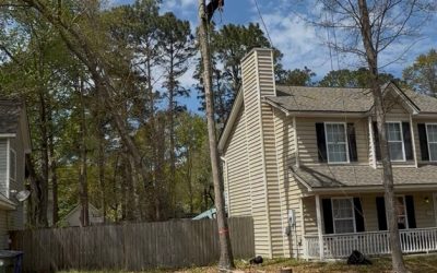 Why Insurance Matters When Hiring a Tree Service Company in Charleston